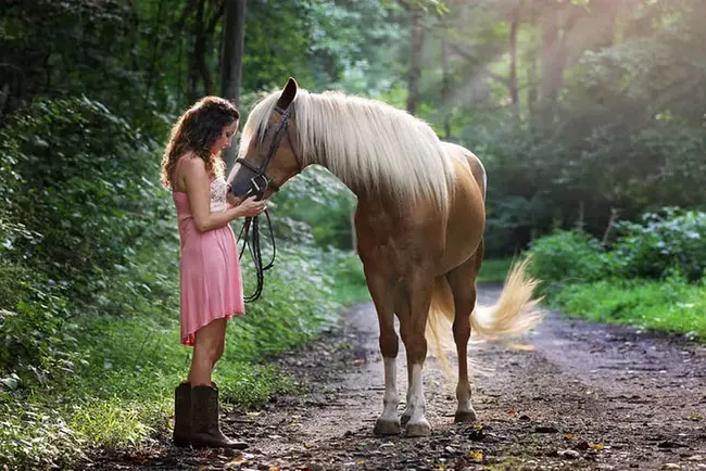 Young Horse Show : 青年马展