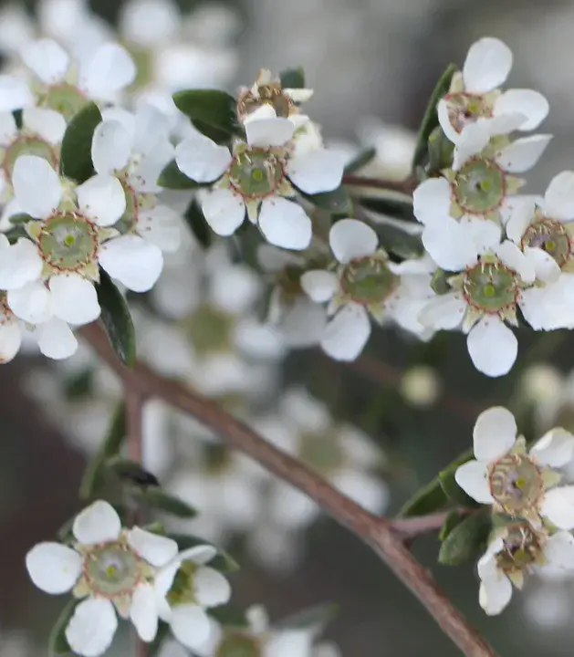 Australian Plant Name Index : 澳大利亚植物名称索引