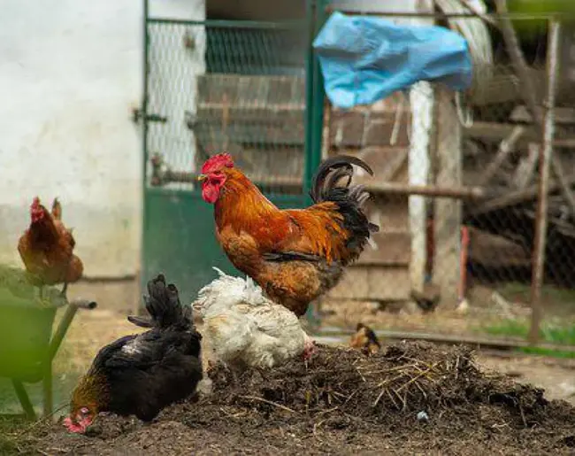 Kenyan Fried Chicken : 肯尼亚炸鸡