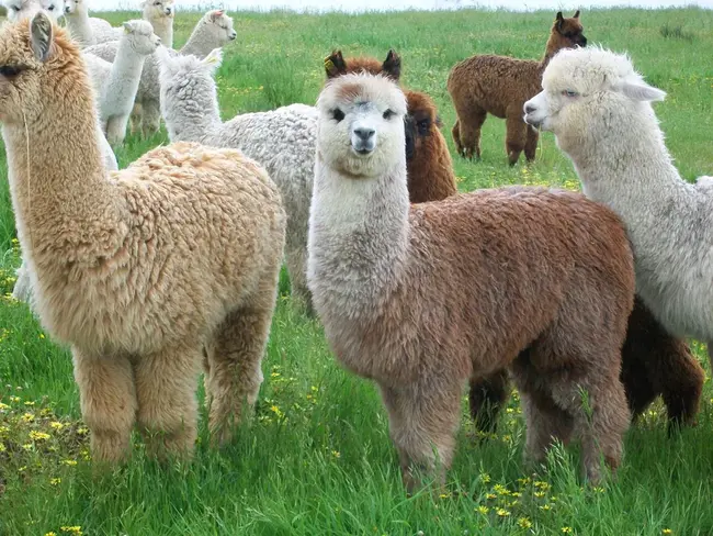 Alpaca Registry Inc : 羊驼注册公司