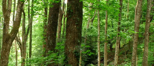Appalachian Mountain Woodcock Initiative : 阿巴拉契亚山伍德考克倡议