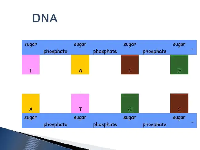 Nucleic Acids : 核酸