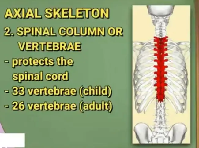 Posterior vertebral column resection : 后脊柱切除术