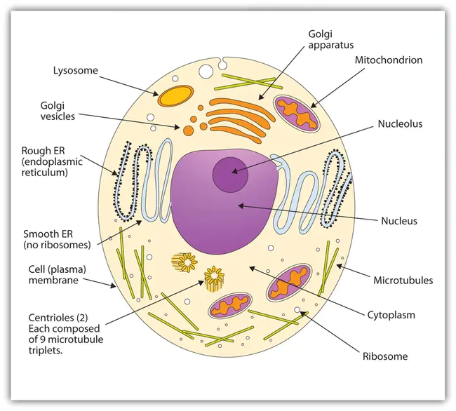 Red Cell Lysis Buffer : 红细胞裂解液