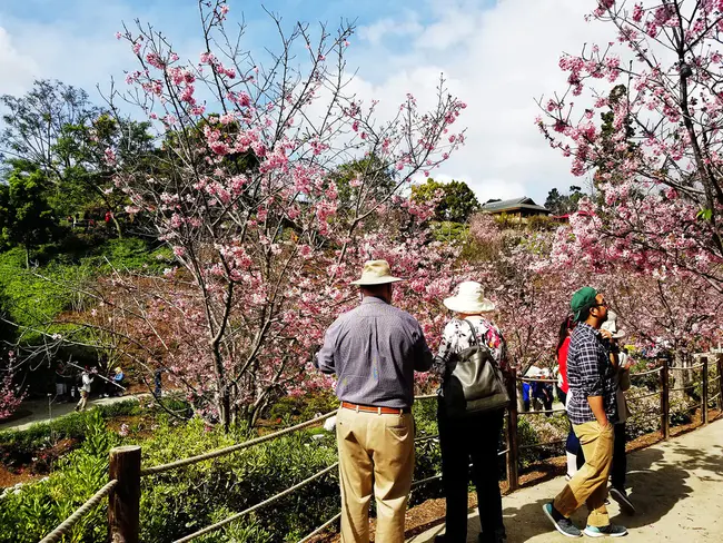 Japanese Friendship Garden : 日本友谊花园