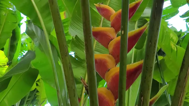 Honolulu Botanical Gardens : 檀香山植物园