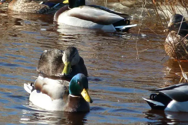 Chincoteague National Wildlife Refuge : 中国鹰国家野生动物保护区