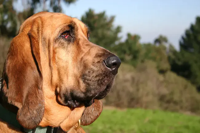Bloodhound Enhancement Proposal : 猎犬增强计划