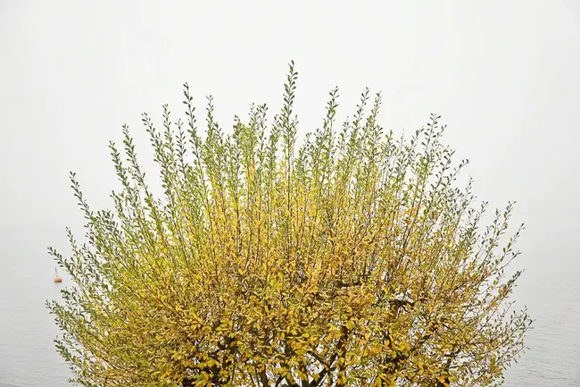 Restoration of Our Trees : 恢复我们的树木