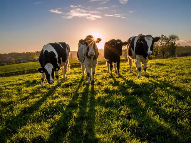 American Grassfed Association : 美国草食协会