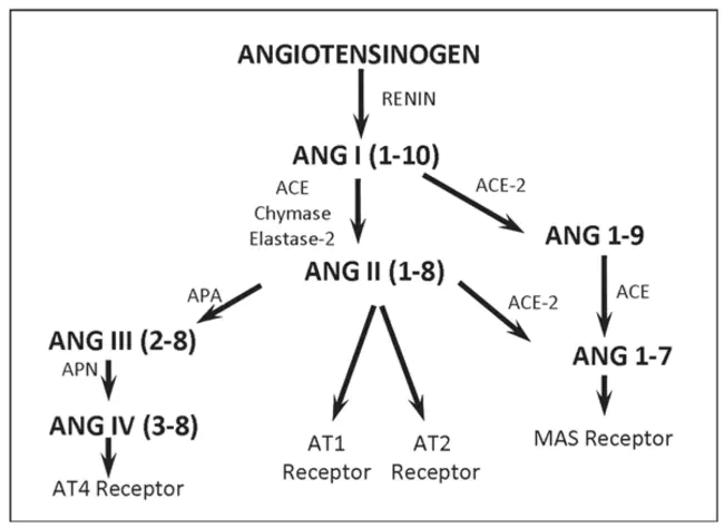 Angiotensin receptor blocker (antagonist) : 血管紧张素受体阻滞剂（拮抗剂）