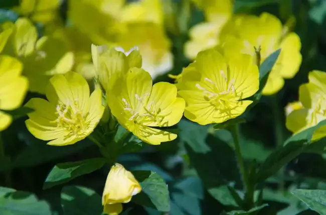 Oenothera Aster Yellows : 紫苑黄色