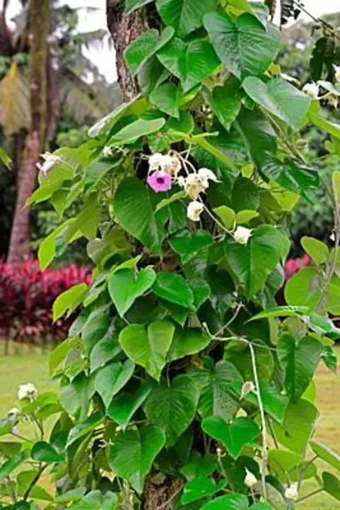 Hawaiian Baby Woodrose : 夏威夷小木玫瑰