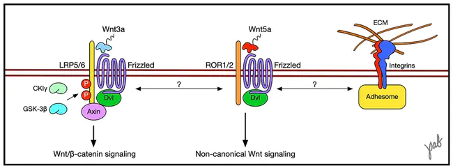 WNT1 Inducible Signaling Pathway : Wnt1诱导信号通路