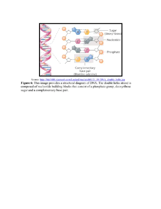 Nucleic Acid Amplification Techniques : 核酸扩增技术