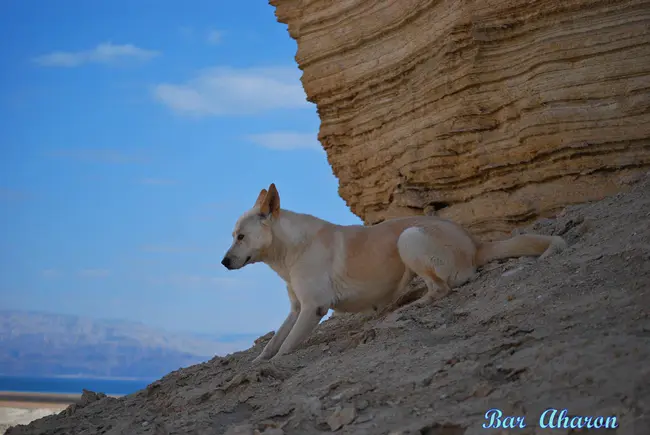 Canaan Dog Club of America : 美国卡纳狗俱乐部