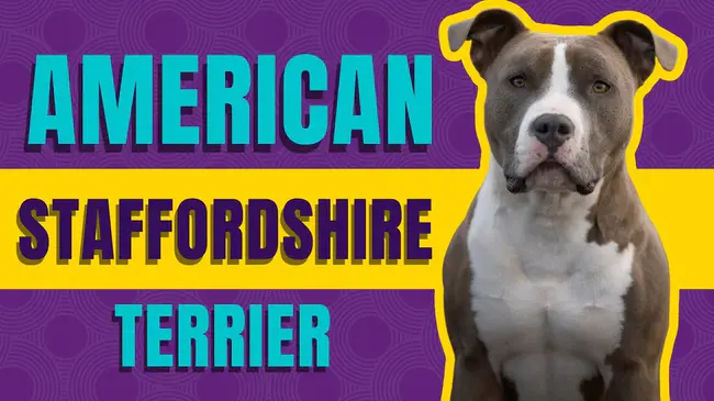 Staffordshire Terrier Club of America : 美国斯塔福德郡猎犬俱乐部