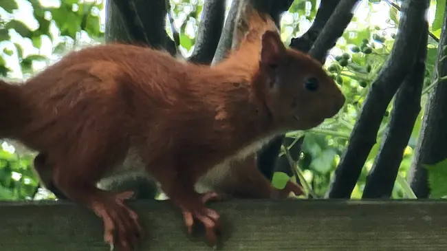 Joey Aussie Kangaroo : 澳洲袋鼠