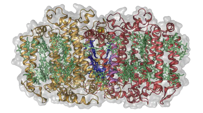 Photosynthetic NANoflagellate : 光合纳米鞭毛虫