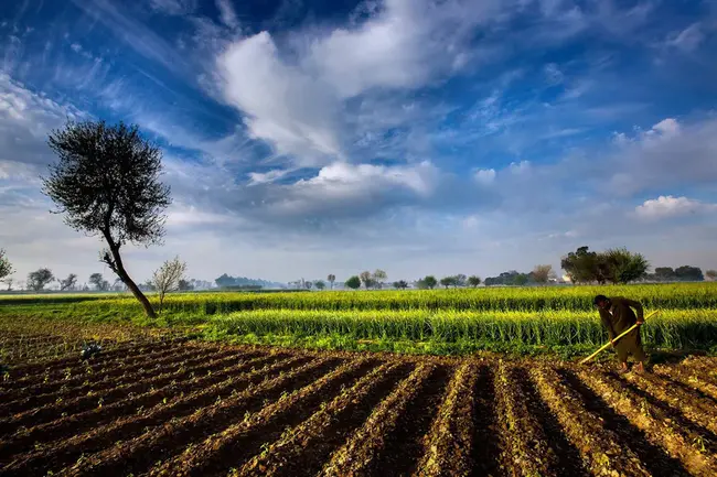 Agricultural : 农业的