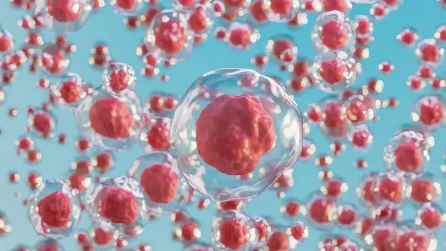 Human Mesenchymal Stem Cells : 人间充质干细胞