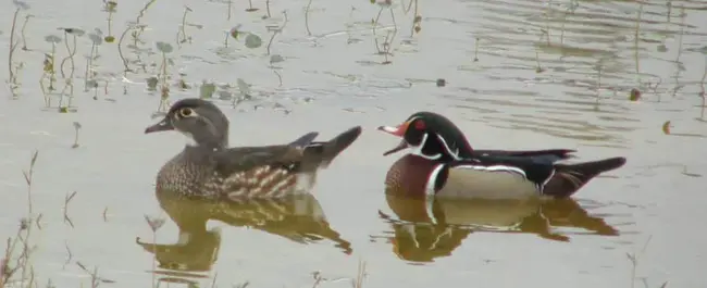 Christmas Bird Count : 圣诞鸟数