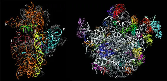 Ribosomal ribo nucleic acid : 核糖体核糖核酸