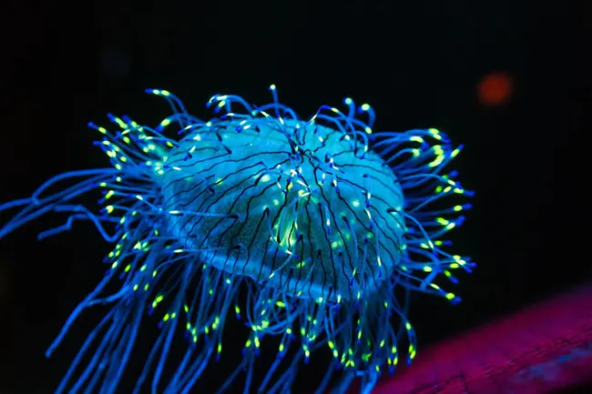 Bioluminescent bioreporter integrated circuit : 生物发光生物报告器集成电路