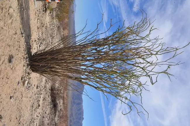 Mojave Desert Ecosystem Program : 莫哈韦沙漠生态系统项目