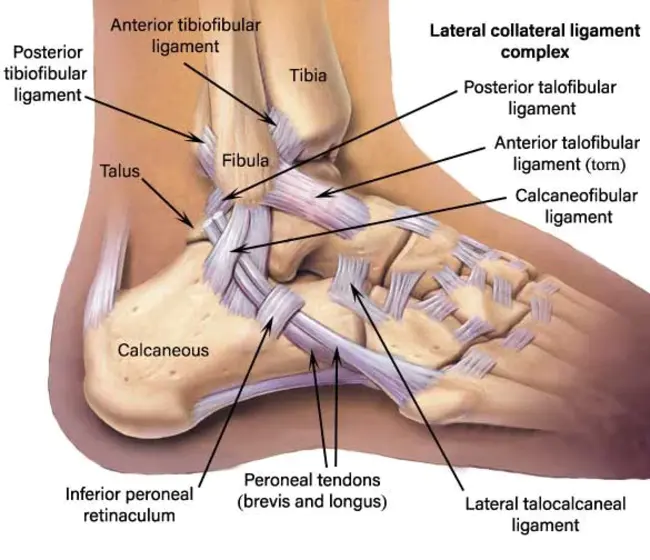 Lateral Collateral Ligament : 外侧副韧带