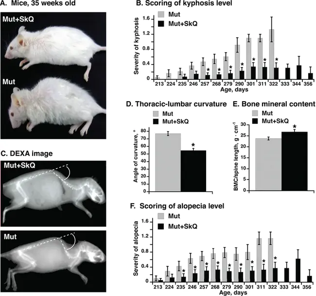Mouse Genetics Core : 小鼠遗传学核心