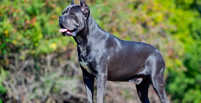 Society in America for Cane Corso Italiano : 美国意大利卡斯罗协会