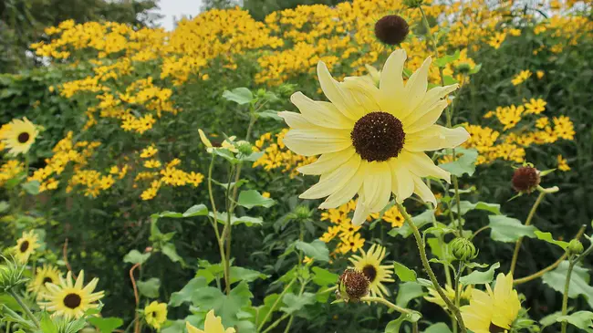 Chicago Botanic Garden : 芝加哥植物园