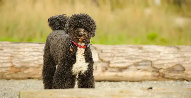 Portuguese Water Dogs : 葡萄牙水犬