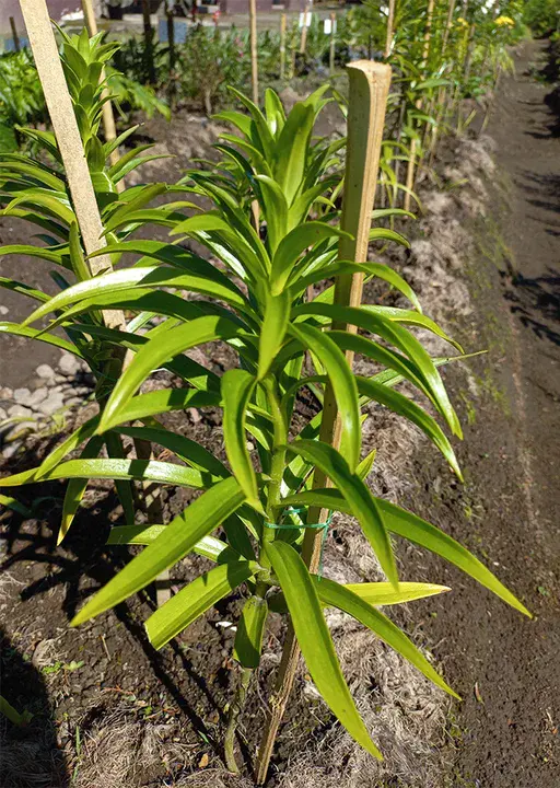 Longiflorum Oriental : 东方天竺葵