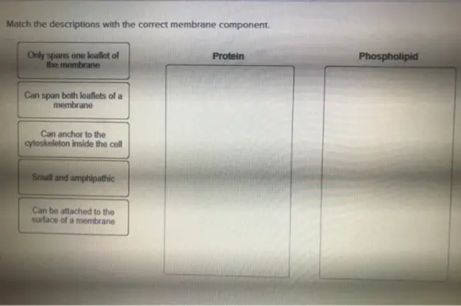 Orientations of Proteins in Membranes : 蛋白质在膜中的定位