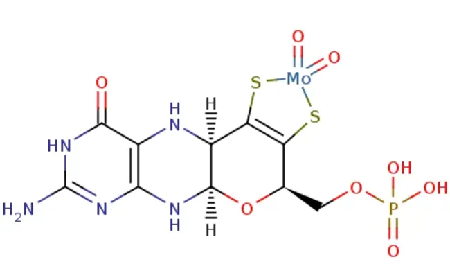 Molybdopterin Guanine Dinucleotide : 鸟嘌呤二核苷酸钼酸盐