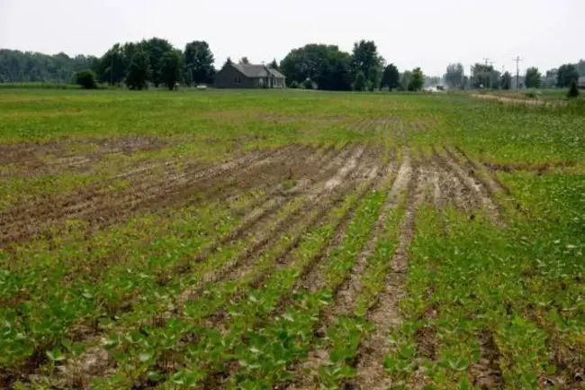 Soybean Cyst Nematode : 大豆胞囊线虫