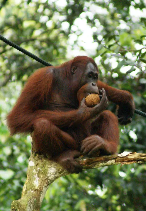 Orang Cina Bukan Cina : 猩猩