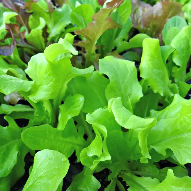 Lettuce Bacon Tomatoes : 生菜培根番茄