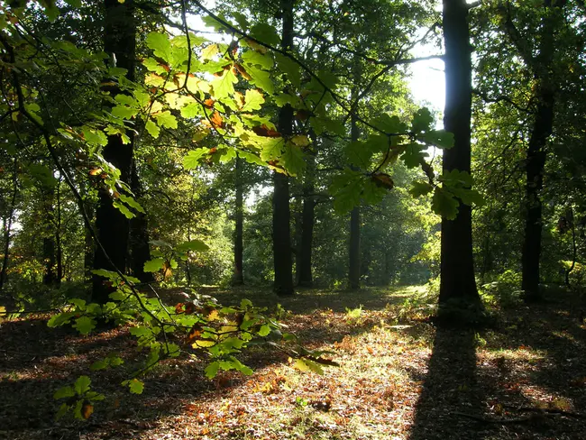 Ancient Woodland Vascular : 古老的森林血管