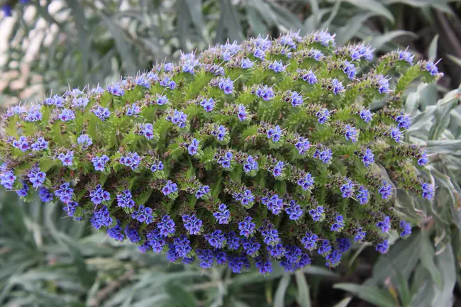 Southern California Aquatic Plants Enthusiasts : 南加州水生植物爱好者