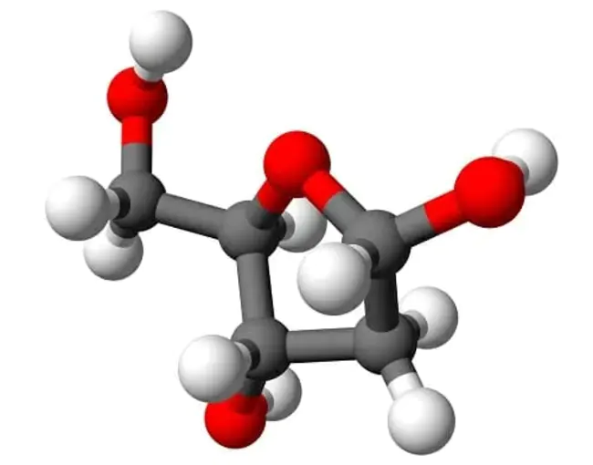 Deoxyribo Nucleic AcidEdit : 脱氧核糖核酸