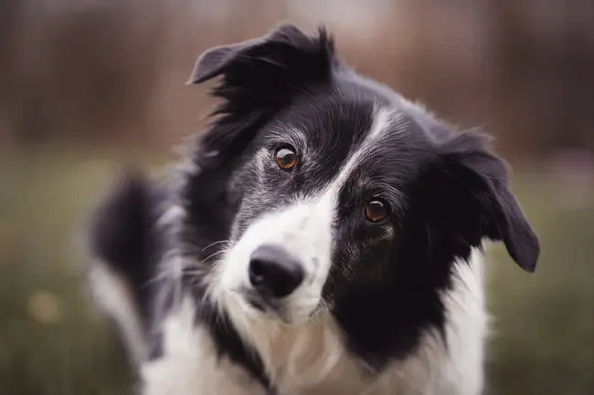 Border Collie Rescue Texas : 博德科利拯救德克萨斯州