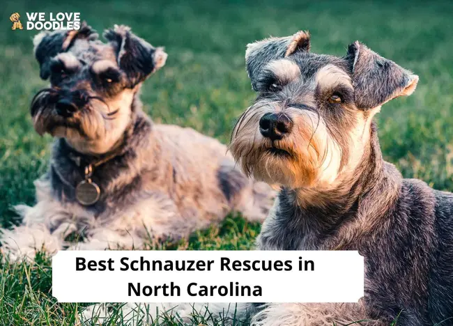 North Carolina Schnauzer Rescue : 北卡罗来纳州施纳泽救援