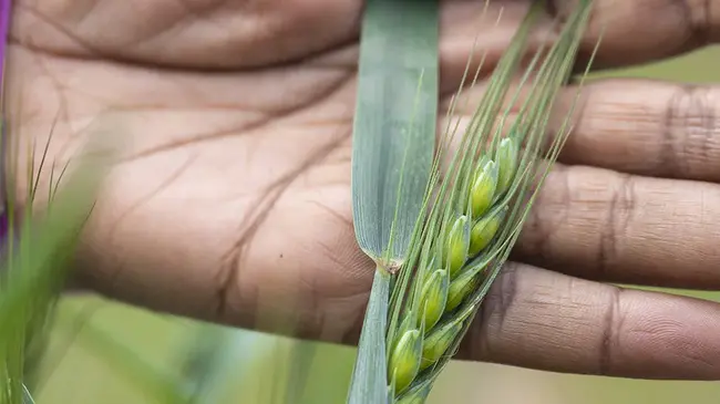 Global Forum on Agricultural Research : 全球农业研究论坛