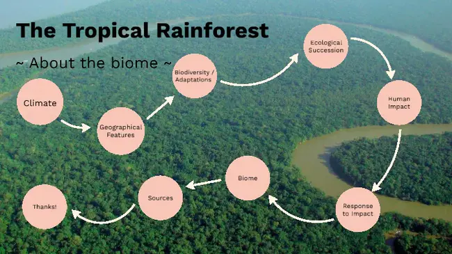 Tropical Forest Information System : 热带森林信息系统