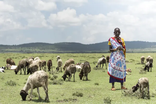 Maasai Pastoralist Developemnt Organization : 马赛牧民发展组织