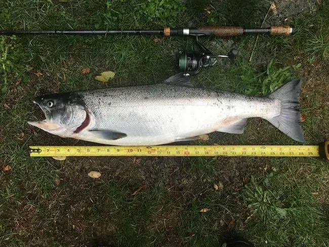 Trout Anglers Federation of Ireland : 爱尔兰鳟鱼钓鱼者联合会