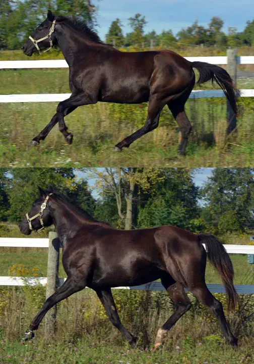 Pennsylvania Saddlebred Horse Association : 宾夕法尼亚马鞍马协会